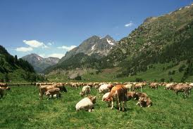 Livestock Farming